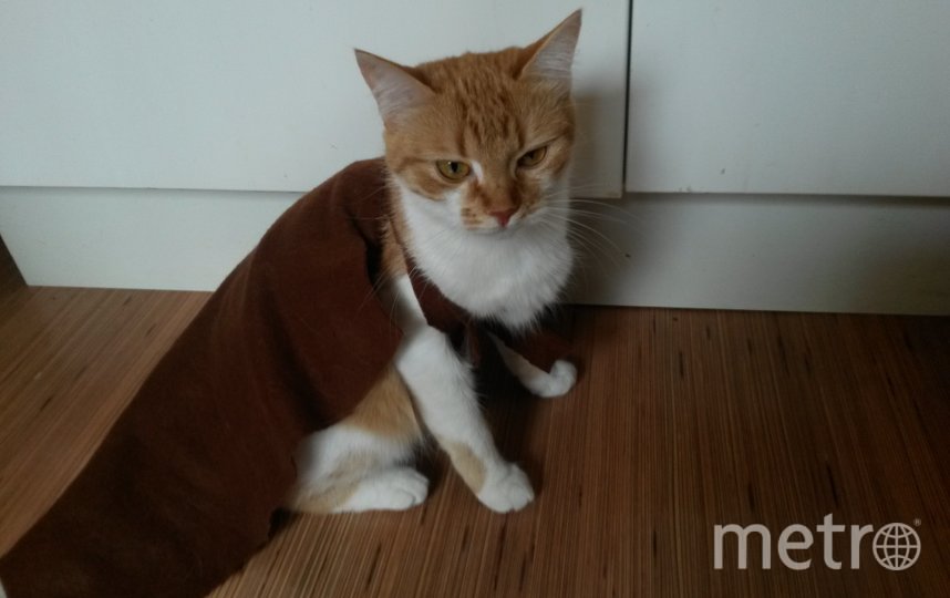 Некоторые коты в сапогах, в Сима - в плаще. Фото Андрей Парфенов, "Metro"