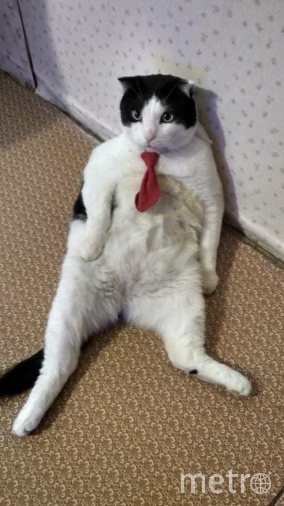 Кот Клякса в образе клерка. Фото Тутова Дарья, "Metro"