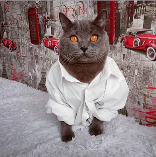 Покоритель женских сердец – кот БАКС. Фото Сидунова Яна, "Metro"