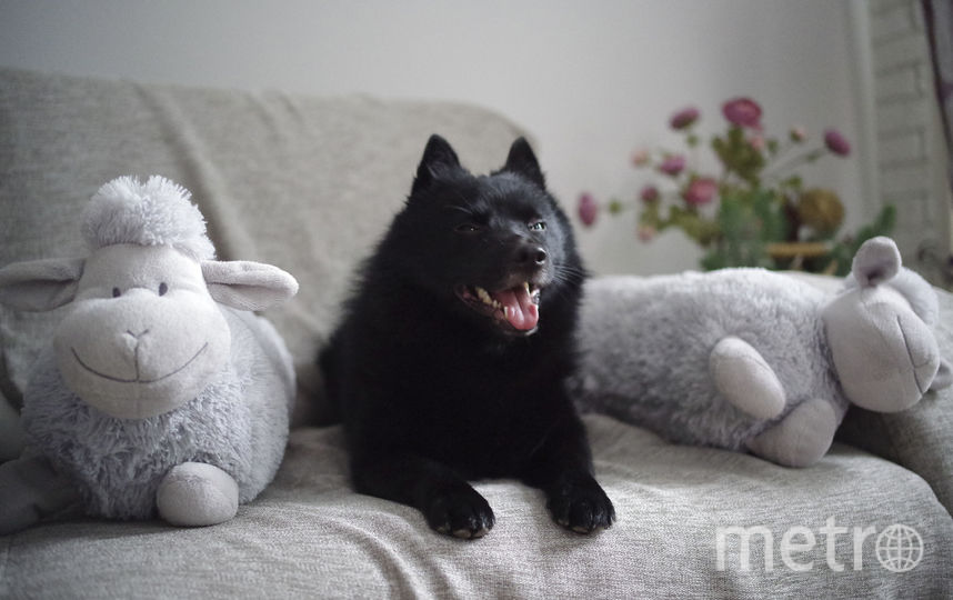 Это шипперке Рокки. Ласковый дома, нежный с детьми, но серьёзный пёс с чужими - к хозяевам никого не подпустит. Пастух по духу - гроза куриц и овец, плюшевых тоже:). Фото Юлия, "Metro"