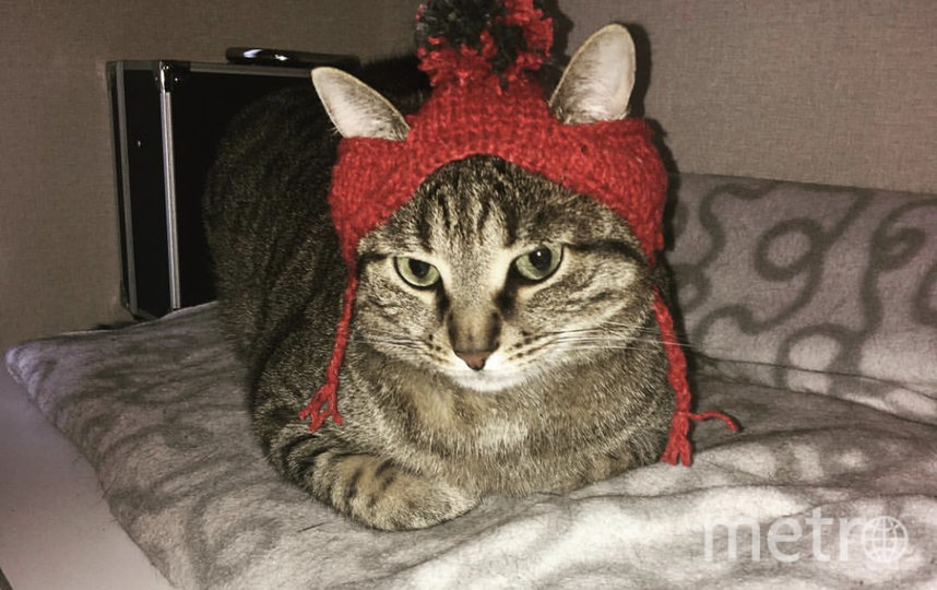 Клёкс примерил hand-made шапочку. Фото  Дарья Полескова, "Metro"