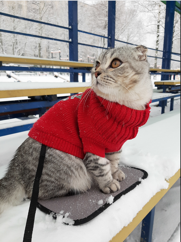 Кот Эверест. Фото Маргарита Косьмина, "Metro"