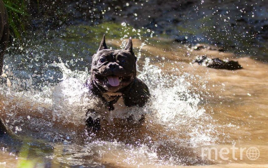 Джина (французский бульдог) превращается в "собаку Баскервилей" исключительно во время купания. Фото Анна, "Metro"