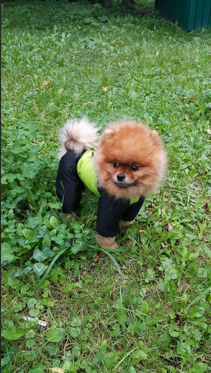 Гриша (Гранд Ямодеро Круз) любит позировать, как фотомодель. Обожает модничать и показать себя во всей красе. Фото Нажесткина Жанна, "Metro"