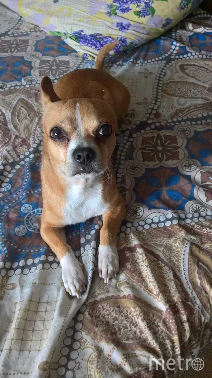 Малыш Рекс иногда тоже бывает собакой "Баскервилей". Ему 7 лет, любит мороженое, и он   настоящий верный друг. Фото Александр, "Metro"