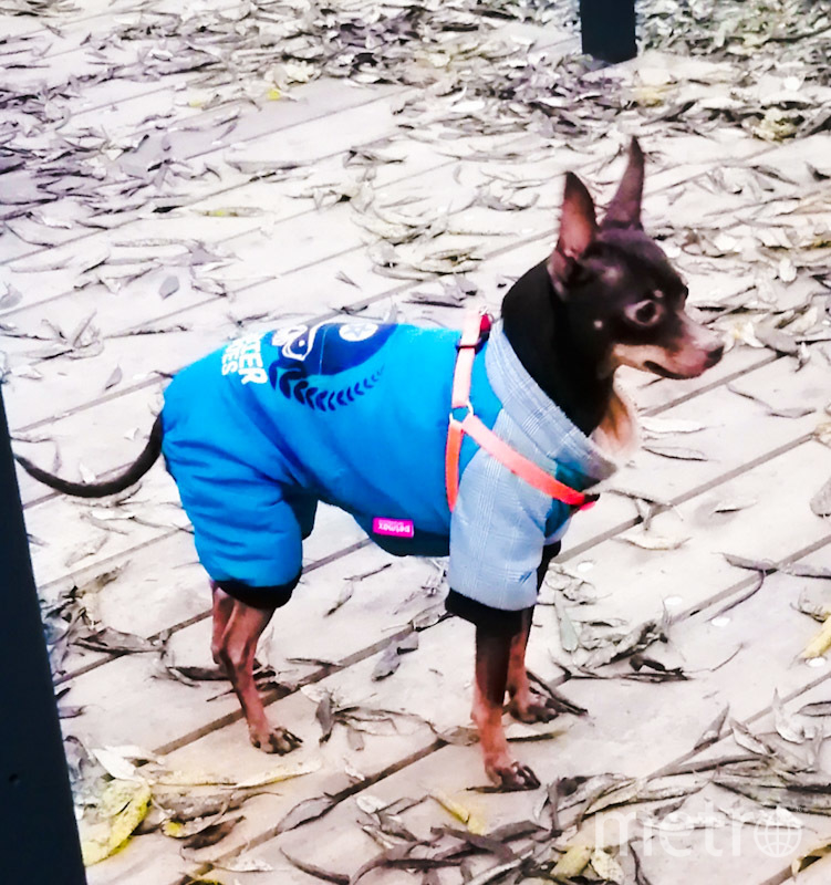 "Тори - самый модный на прогулке, всегда притягивает к себе внимание прохожих в любую погоду!" Фото Оксана, "Metro"