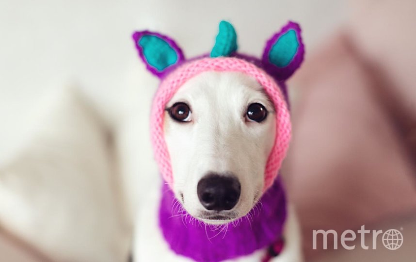 Семья нашей читательницы Ольги взяла дворняжку и теперь воспитывает из неё настоящую леди. Фото Ольга Чуева, "Metro"