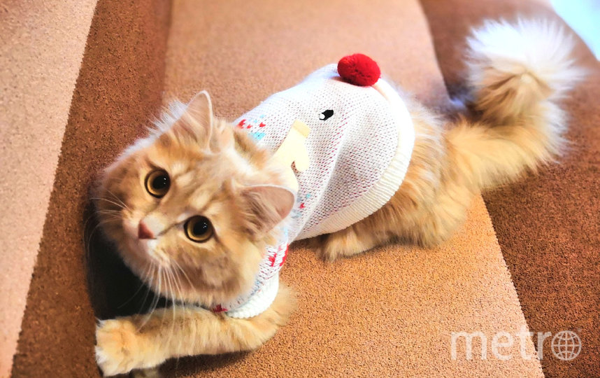Этот модный олененок - кошка Фанта. Фото Екатерина Кучумова, "Metro"