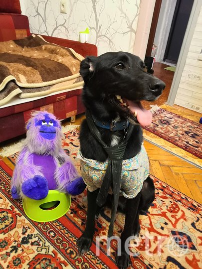 Модница Вивьен любит самые смелые эксперименты в одежде! Фото  Валентина Николаевна, "Metro"