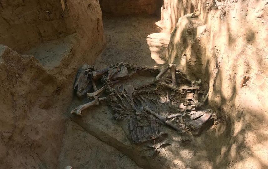 Под землёй сохранились лошадиные скелеты с ранениями от сабель и пушечных ядер. Фото предоставлено Пьером Малиновским