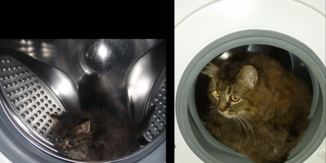 Знакомьтесь - это моя кошечка Максим. Двухнедельным котенком мама-кошка подбросила ее в сарай на даче. У нас никогда не было кошки, да мы и не собирались ее заводить, но не смогли остаться равнодушными к судьбе такой красавицы.