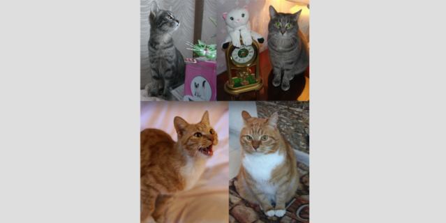 Кот Алексей и кошка Зося.