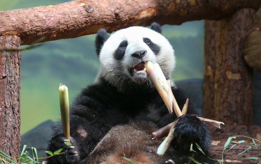 Панды не заметили перемен в “бамбуковом” меню. Фото Василий Кузьмичёнок