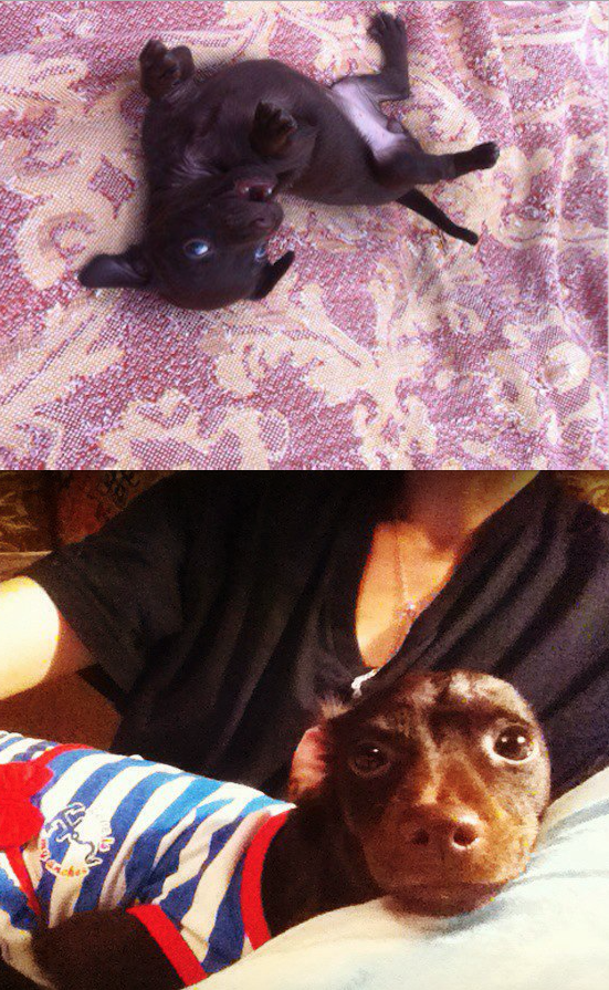 Мою малышку зовут Мими. Очень жизнерадостный ребёнок. Умеем выполнять ряд  команд, за что всегда любим получать "вкусняшки". Не смотря на свою породу и размер, боевая, может защитить и даже испугать, но все равно очень дружелюбна и человеколюбива. Фото Анастасия