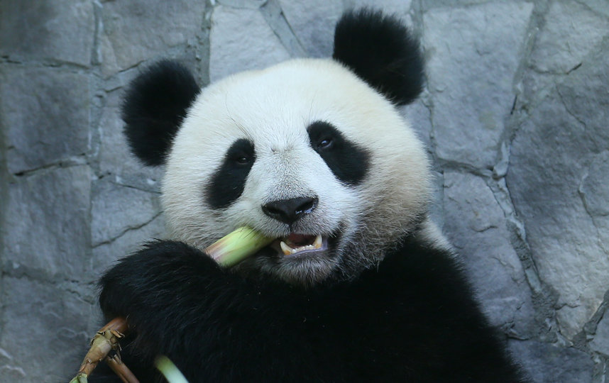 Панды не заметили перемен в “бамбуковом” меню. Фото Василий Кузьмичёнок