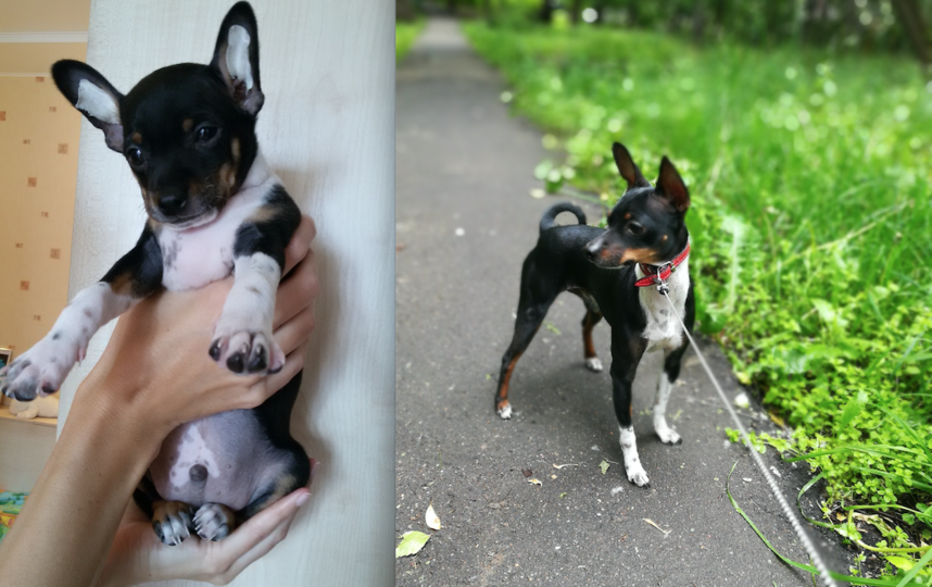 питомецЭто наш любимый пес Басик породы той-терьер. Увидели его фотографию на сайте в интернете. Он нам так понравился, что решили его забрать к себе, хотя покупку собаки в тот момент не планировали. Он  добрый и ласковый пес, всех нас любит. Мы его ласково зовем Басенок. Фото Елена