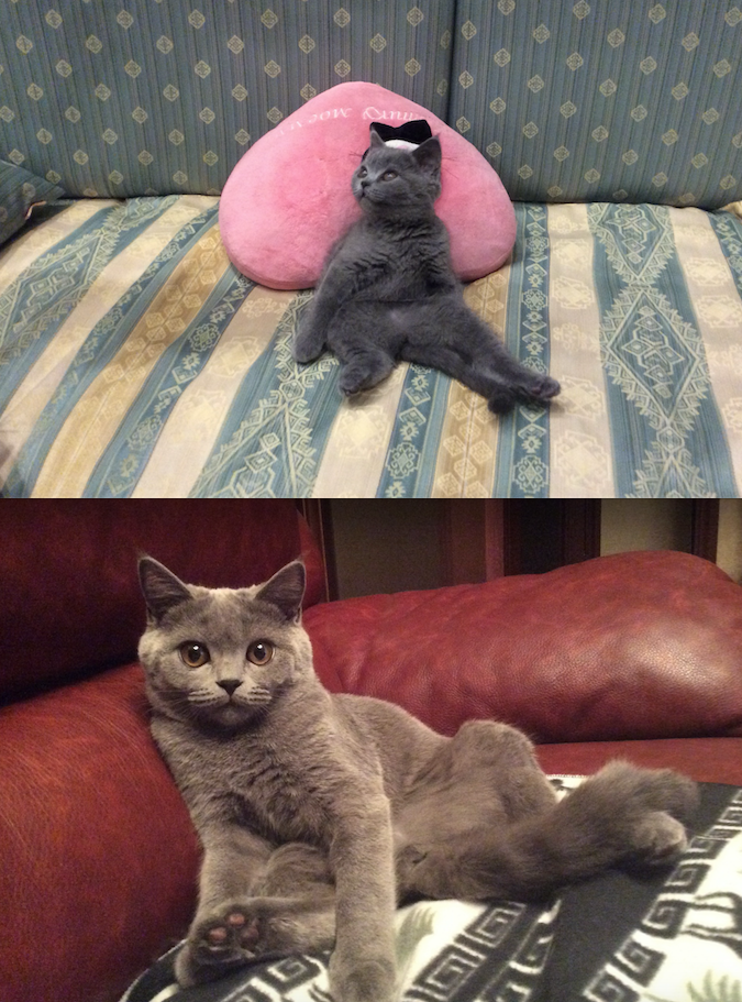 Это наша любимица Маруся) На детском снимке ей 4 месяца, а сейчас она девушка « в расцвете»- 4 года) Изначально сын назвал котёнка в честь своего любимого киногероя - Рассомаха, за острые коготки, но со временем имя трансформировалось: Маха-Маша- Маруся. Фото Людмила