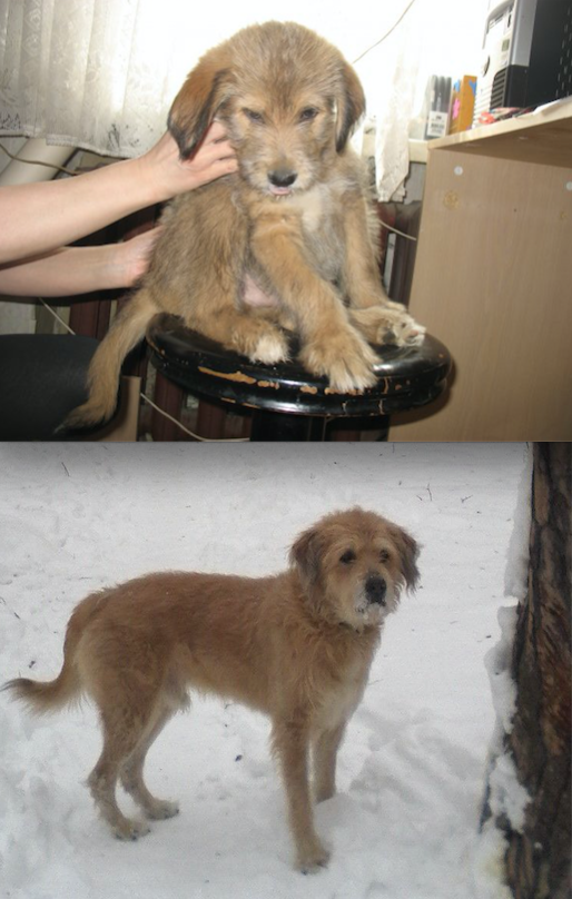 Это Тоша! Его Отдали хорошие знакомые! На первой фотографии ему 3 месяца, на второй возраст 9 лет. А еще он большой добрый и любимец семьи! Фото Василий