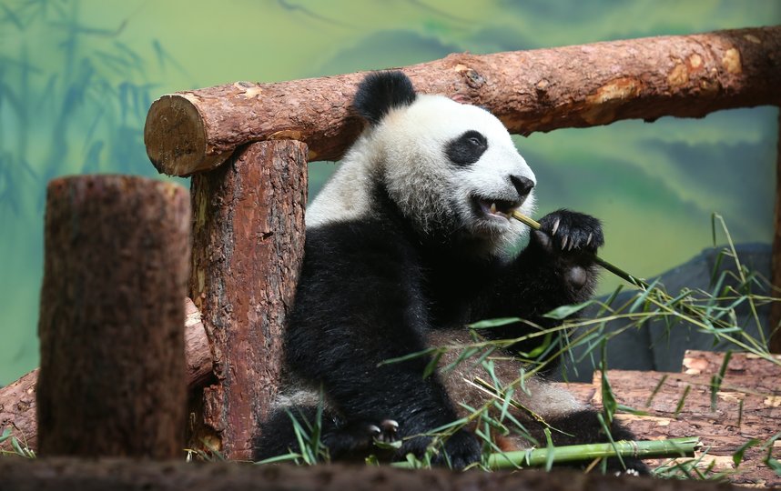 Панды не заметили перемен в “бамбуковом” меню. Фото Василий Кузьмичёнок