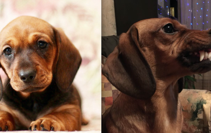 Это моя любимая собака такса Кася. Когда брали ее маленьким щенком, то не предполагали, что вырастет серьезная собака. У нее сильно развит охотничий инстинкт. А так она добрая и веселая, любит играть и бегать. На фото ей 1 месяц , на другом 1 год. Фото Степанова Татьяна