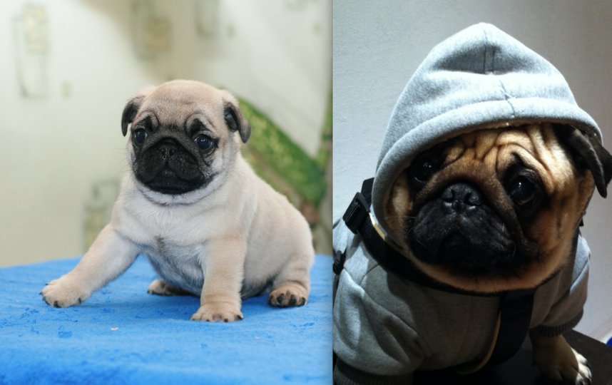 Этот замечательный малыш с бархатными ушками, хвостик рогаликом, глазки, как изюминки, появился у нас шесть лет назад. Никогда, наша семья и представить не могла, что появится такой боровичок, породы мопс, по кличке Юджин. Безобидный, преданный, полноценный член семьи. Для нас, он все такой же кроха, которого не любить, нельзя! Фото Светлана