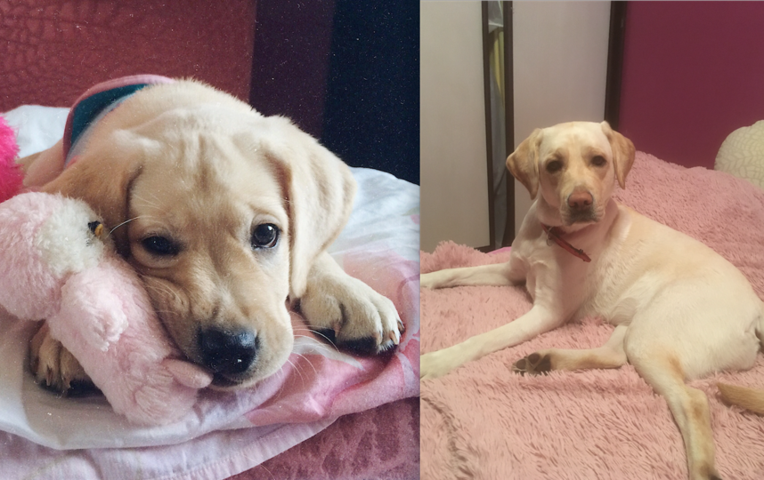 Моника, лабрадор. На первом фото 2 месяца  На втором фото 2 года  Моня у нас всеобщая любимица! Знает что, все члены семьи в ней души не чают, по этому, если что-то будет не по ее, тут же закатывает скандал. Фото Анастасия