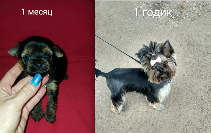 Это наша Джесси! Она приехала к нам из Белоруссии.Теперь она наш член семьи и большая любимица!! Фото Виктория