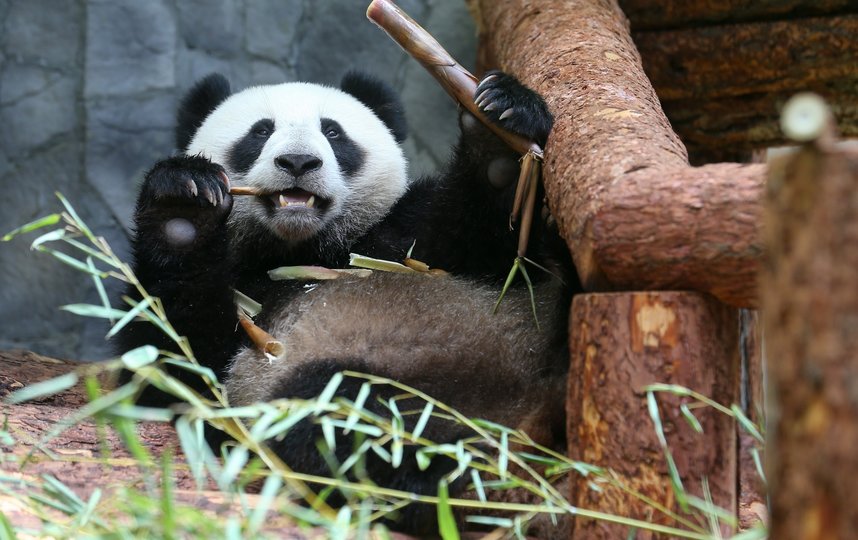 Панды не заметили перемен в “бамбуковом” меню. Фото Василий Кузьмичёнок