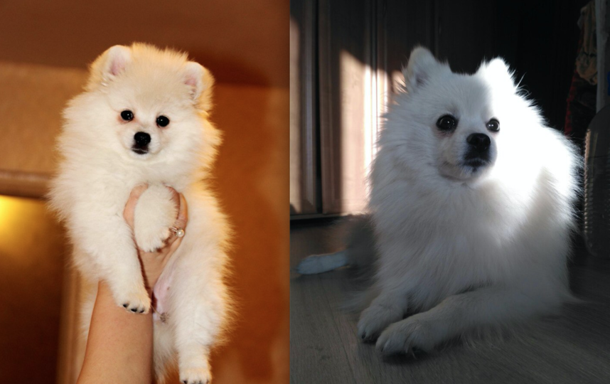 Порода Немецкий шпиц. Кличка Белина-Лина. На первой фотографии 2,5 месяца, на второй 2,5 года. Собака очень игривая и ласковая. Фото Маргарита