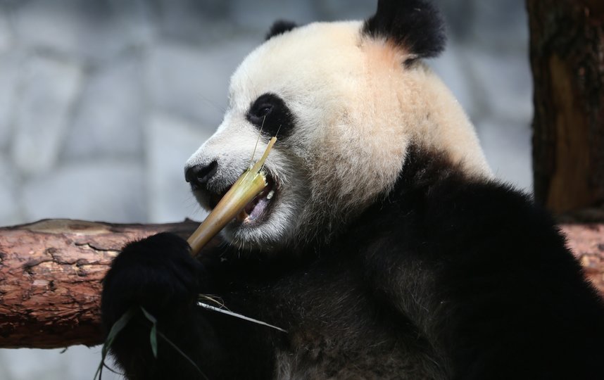 Панды не заметили перемен в “бамбуковом” меню. Фото Василий Кузьмичёнок