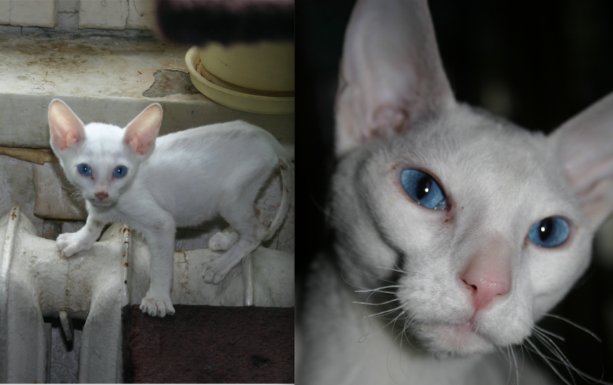 Выкладываю фото своей кошки Исиды. Мы ее ласково называем Сидя. Ее порода - Корниш-рекс. Фото Вадим