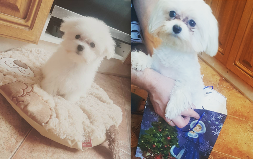 Первое нам 3 месяца. Второе фото на 1 год и 6 месяцев. Кличка Дина) Сказала теща мужу, что это самая спокойна собака, но каждый день рушит квартиру. Фото Елена