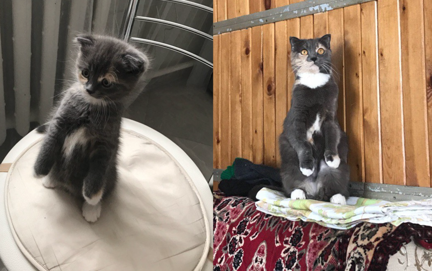 Знакомьтесь, это наша кошка Синди. Не ласковая (разве что по желанию, иногда), активная, вредная,злюка. Деловая и эгоистичная, самая любимая в семье, видимо этим и пользуется. Фото Кирилл