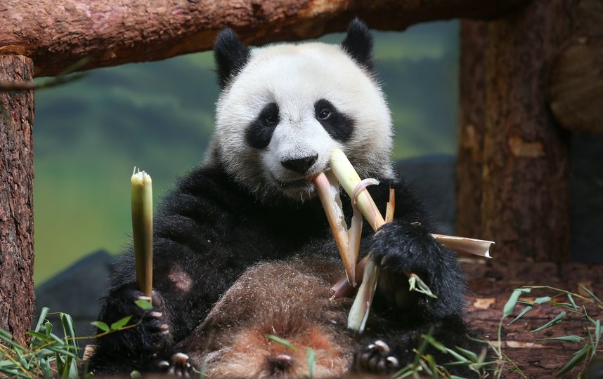 Панды не заметили перемен в “бамбуковом” меню. Фото Василий Кузьмичёнок