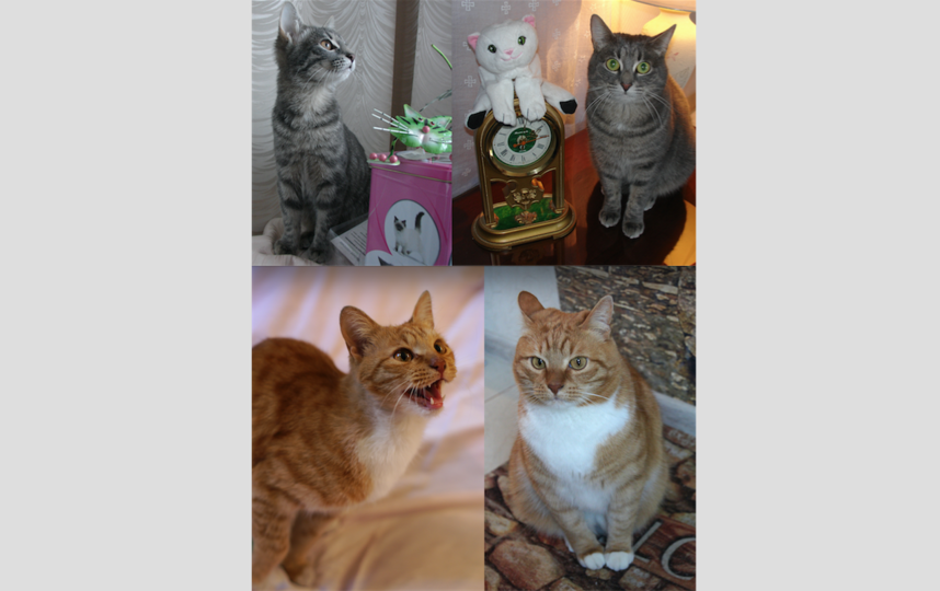 Кот Алексей и кошка Зося. Фото Филипсон Вера