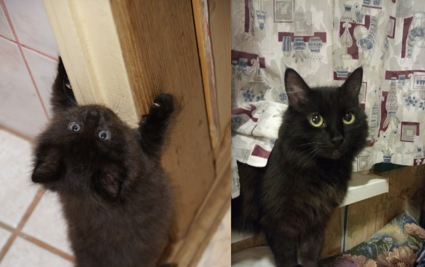 Это наш кот Томас. В детстве мы с сестрой всегда просили кота, но папа говорил, что у него якобы аллергия. Также не покупал нам велосипед, из опасений, что мы покарябаем обои. Сейчас кот (10 лет) - лучший друг папы, и без него мы не представляем своей жизни. Многие стены покрыты плиткой по уровень, куда достает кот, повсюду висят когтеточки. Всё делается для кота. Фото Елена