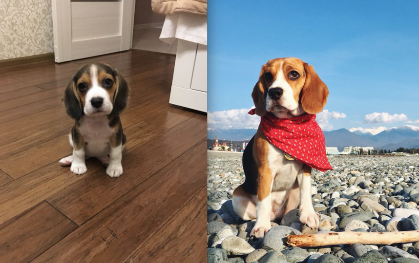 Леди Руби Дрим. 2 месяца и 1 год. Гроза не спрятанных наушников и книг. Очаровательна и всеми любимая. Фото Дмитрий