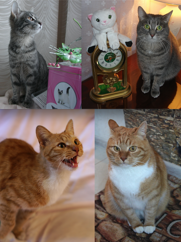 Кот Алексей и кошка Зося. Фото Филипсон Вера