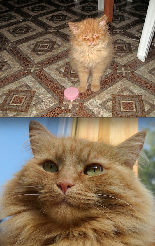 Подобрали эту кошку на улице – привезла нам ее одна знакомая из Московской области. Причем везла мальчика, а оказалась … девочка. Котенок был абсолютно дикий, с кучей болезней. Вот на 1-м фото ей около 2,5 месяцев. Тогда глазки совсем не открывались… Но к счастью, вылечили, вырастили и воспитали. Фото Ирина Николаева