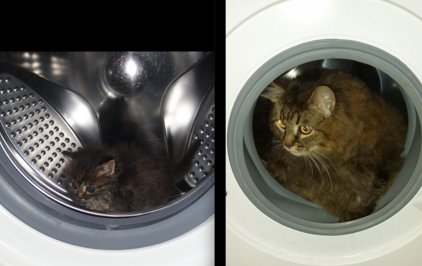 Знакомьтесь - это моя кошечка Максим. Двухнедельным котенком мама-кошка подбросила ее  в сарай на даче. У нас никогда не было кошки,  да мы и не собирались ее заводить,  но не смогли остаться равнодушными к судьбе такой красавицы. Фото Наталия