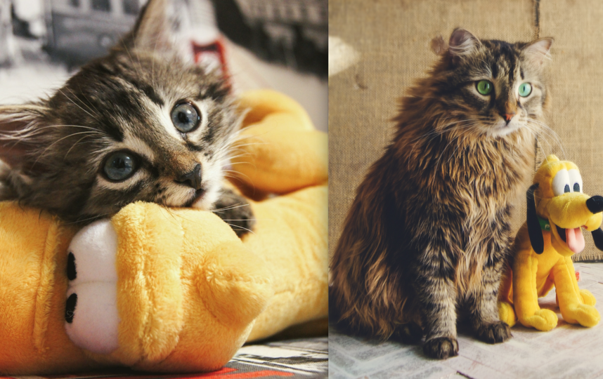 Любимец всей семьи кот Ларри в возрасте двух месяцев и трёх лет. Изрядно вымахал, посветлел носом и глазами, утратил котёночий восторг и обрёл мудрость вытаскивать булки из хлебницы. Фото Юлия Дрофф