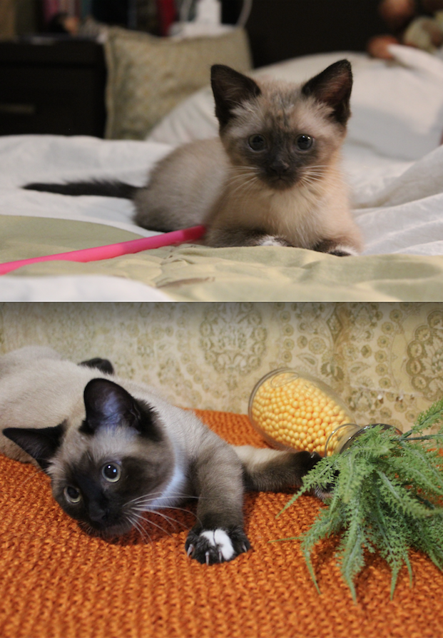 Познакомьтесь с нашим любимчиком Арсением! Жуткий шкода, добытчик, любопытный нос и нежный подхалим. Мальчик дарит нам тепло и море позитива! Фото Шабарова Татьяна