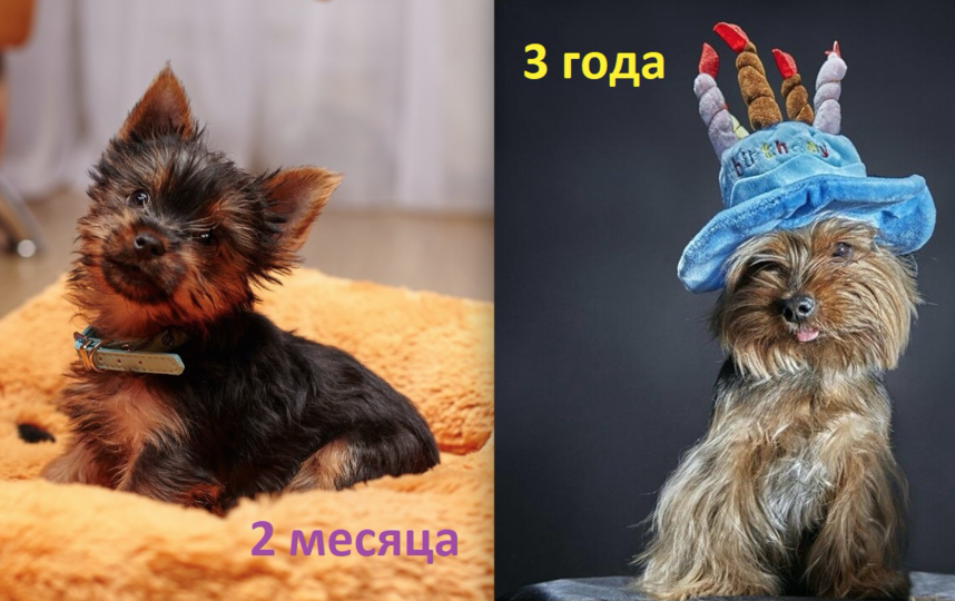 Йорик Микки. Что в 2 месяца, что в 3 года остается любящим всех и каждого хулиганом и озорником. Фото Галина