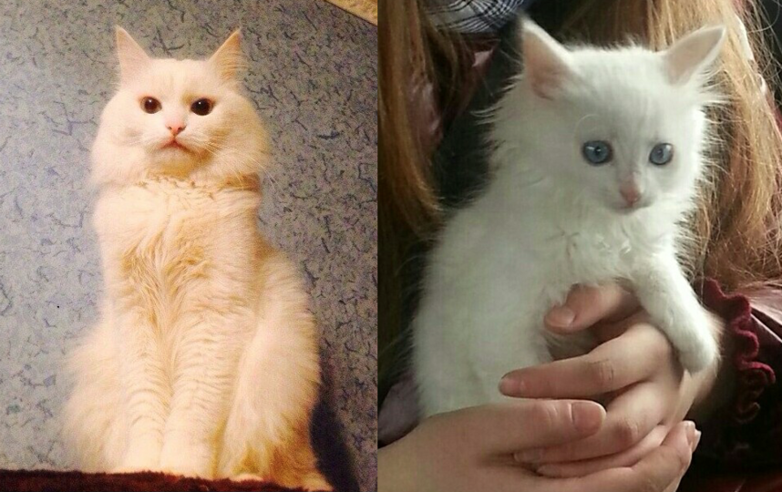 Мой старший сын пять лет назад в день кошек, 1 марта подарил нам с дочкой котенка. Ему было чуть больше месяца. Родился он в конце января 2013 года. Долго не могли подобрать ему имя, и решили, что Каспер подходит коту больше всего. С тех пор он стал любимцем всей семьи. Все заботятся о Касике (так мы его называем в домашней обстановке), как о младшем ребёнке. На снимках маленькому Касперу 2 месяца, а большому 5 лет. Фото Серган Анжела