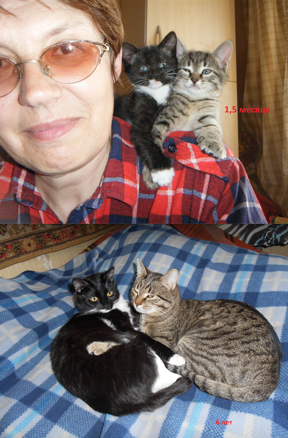 Это наши питомцы и любимцы - Тиграш и Кася. Они - брат и сестра, вместе с первого дня жизни. Дружные, игривые, ласковые. На первом снимке им по 1,5 месяца, на втором - по 6 лет. Любят спать в обнимку и нализывать друг друга. Фото Ирина Рыжова