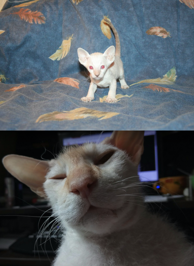 Это Марс, а для меня - просто Матюха. Породы сфинкс питерский. На фото ему 1 месяц и 7,5 лет. Вот такое чудо .... Любитель поспать на ручках, поговорить и быть в курсе всех домашних событий, даже не значительных. Борец с несправедливостью и поборник нравственности. Короче - глава нашего дома. Фото Юлия