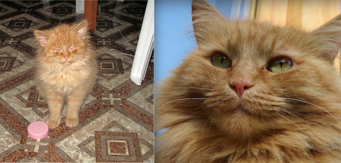 Подобрали эту кошку на улице – привезла нам ее одна знакомая из Московской области. Причем везла мальчика, а оказалась … девочка. Котенок был абсолютно дикий, с кучей болезней. Вот на 1-м фото ей около 2,5 месяцев. Тогда глазки совсем не открывались… Но к счастью, вылечили, вырастили и воспитали. Фото Ирина Николаева