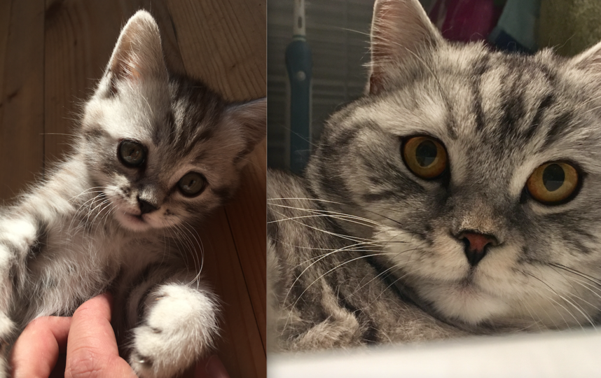 Это наш кот Том. С виду - плюшевая игрушка с медовыми глазками, но стоит ему разыграться, просыпается ЗВЕРЬ! Ещё и селфи научился делать. Фото Андрей