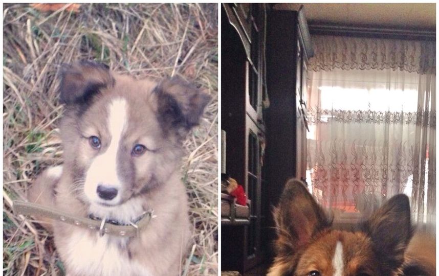 Это наш пес Мишка (Топатенька). Мишка в смысле медведь)) Мы нашли его 3 года назад, 30 марта, на улице, посадили в коробку и принесли домой, что бы после работы отвезти в приют. Но оказалось, что он весь переломан и есть он не может, пришлось оставить его дома, пока не поправится.Так как он топал по ночам, назвали его Мишка или Топатенька. Фото семья Степаньковых