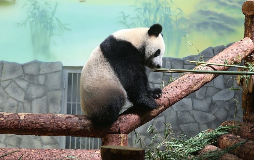 Панды не заметили перемен в “бамбуковом” меню. Фото Василий Кузьмичёнок